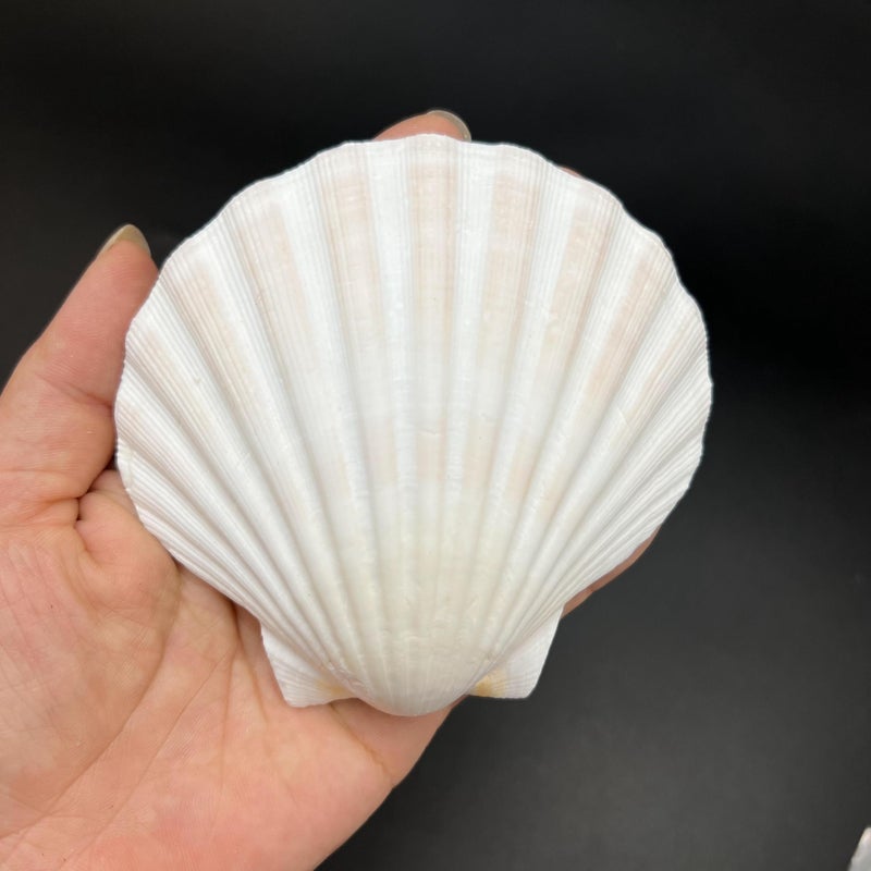 PEPPERLONELY 8 PC Large Great Scallop Sea Shells, Irish Deeps or Irish Baking Shells, 3 Inch ~ 4 Inch - Image 3